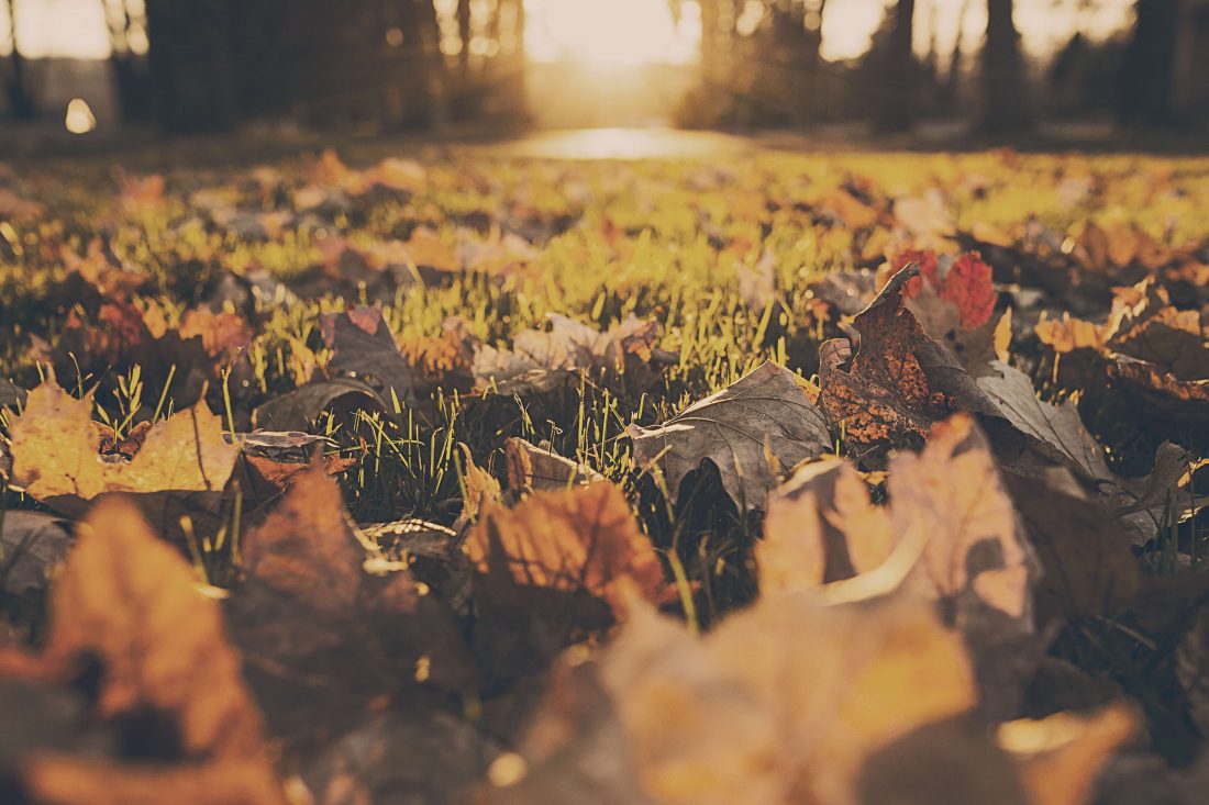 Autumn leaves for september's digital roundup